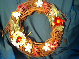 Asters and Daisies